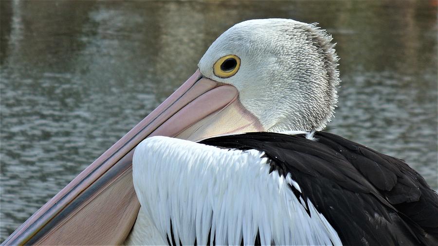 Pelican close up Photograph by Kathrin Poersch