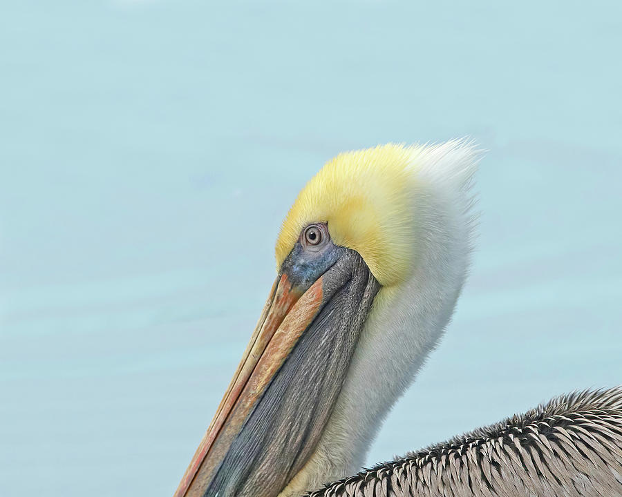 Pelican Closeup Photograph by CR Courson