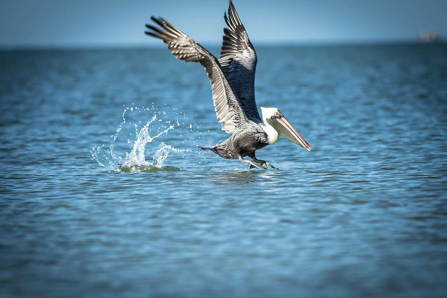 Pelican coming for Landing Photograph by George Kenhan