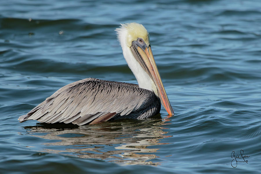 Pelican Photograph by Curious Camel - Fine Art America