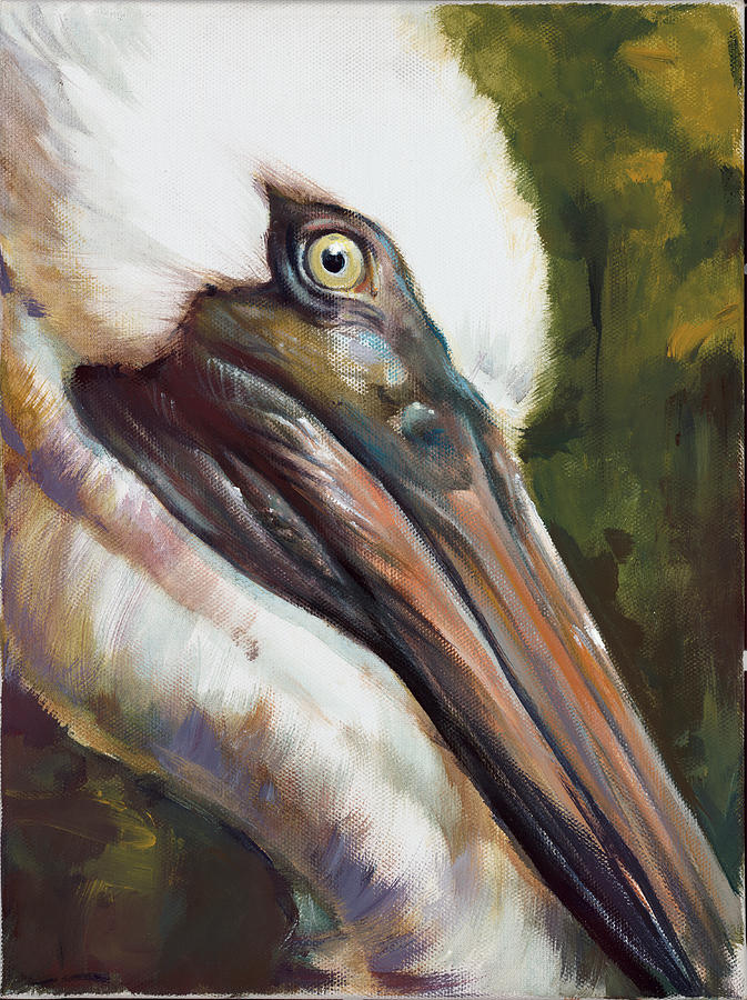 Pelican Drawing By David Garner - Fine Art America