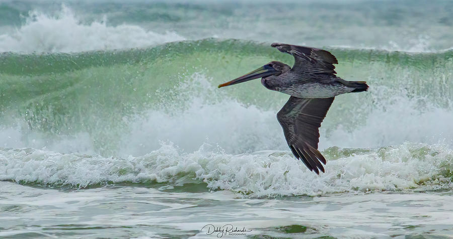 Pelican Photograph by Debby Richards