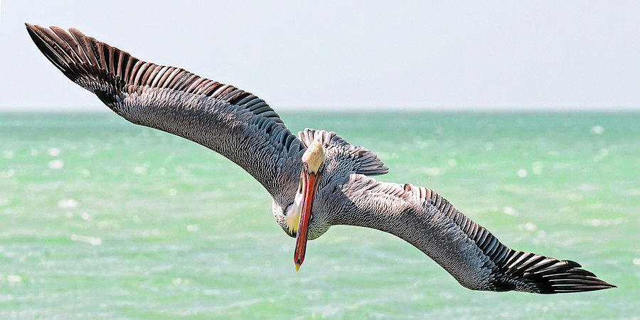 Bird Photograph - Pelican Dive II by Felipe Correa