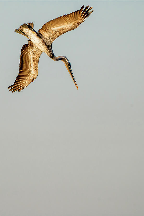 Pelican Dive Photograph by Nate Collins - Fine Art America