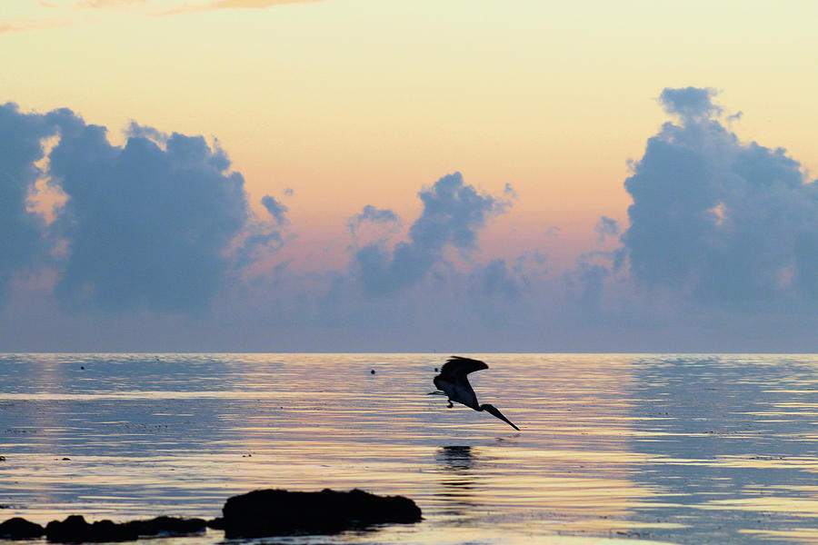Pelican Diving For Breakfast Photograph by Robert Banach