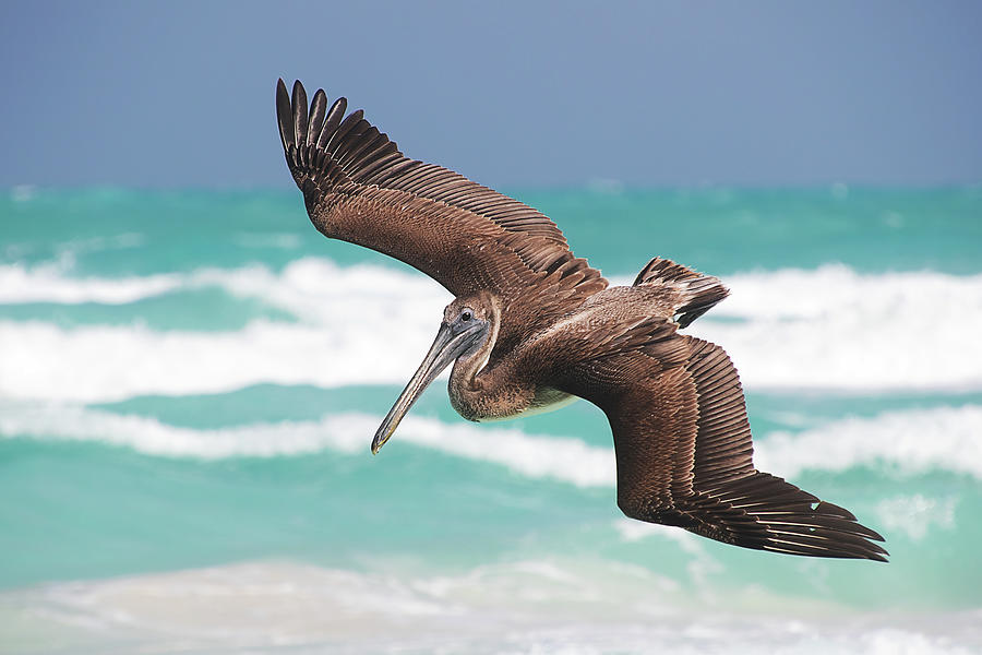 Pelican Diving for Fish - Cayo Santa Maria Cuba Photograph by Peggy Collins