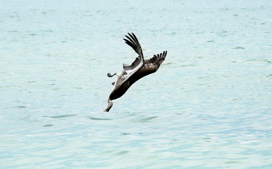 Pelican Diving Head First Photograph by Marilyn Hunt