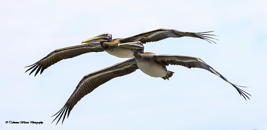 Pelican Duo Photograph by Tahmina Watson