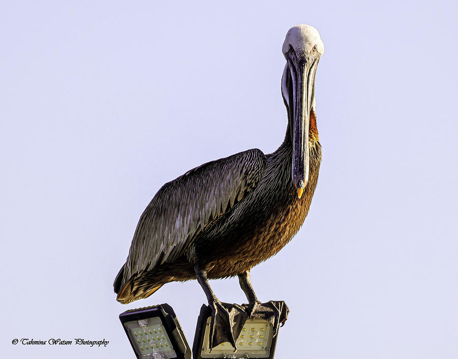 Pelican Elegance 2 Photograph by Tahmina Watson