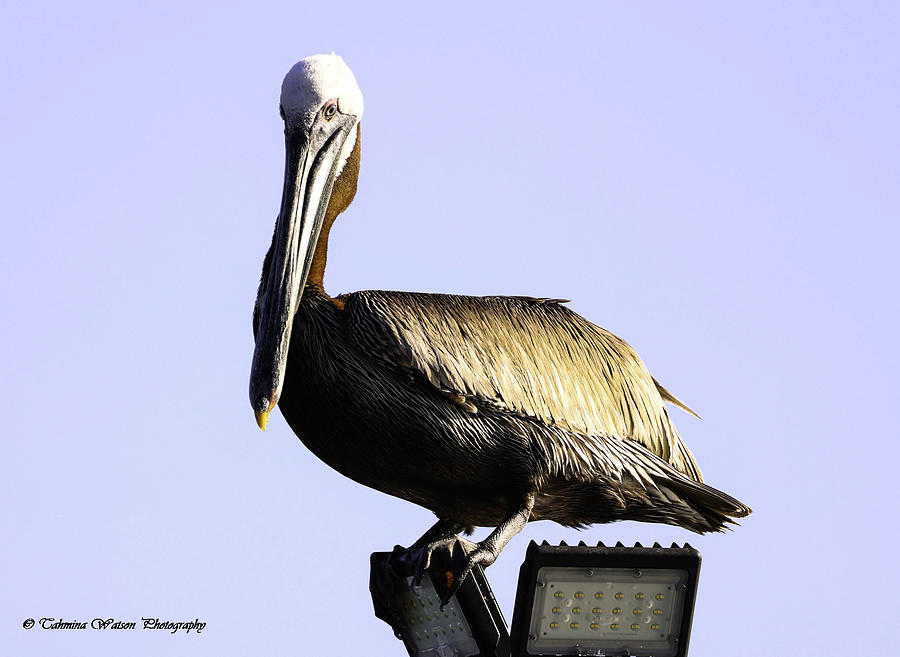 Pelican Elegance Photograph by Tahmina Watson