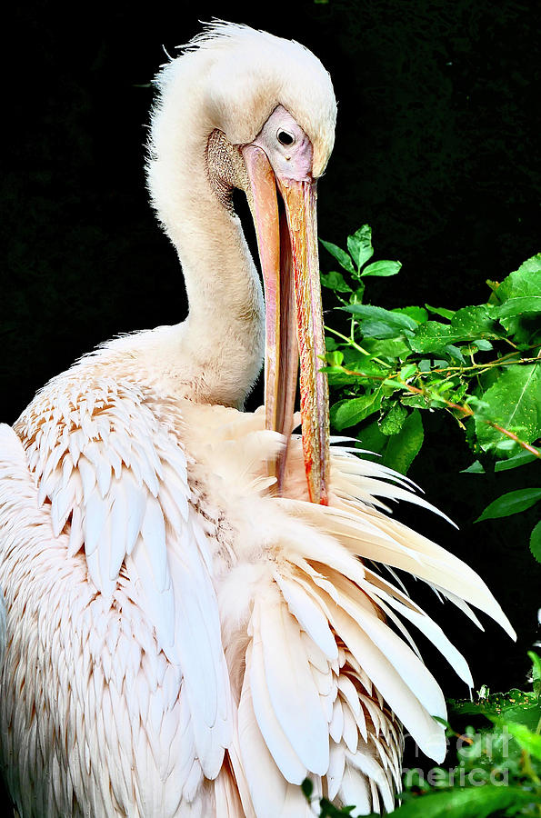 Pelican Photograph by Elisabeth Derichs
