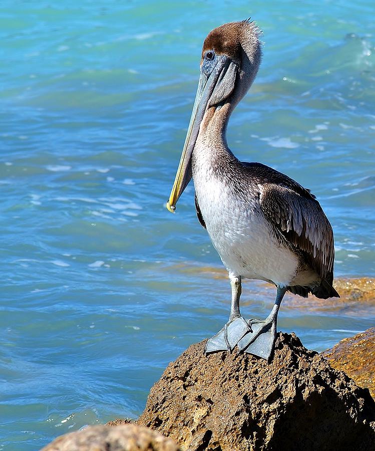 Pelican F Photograph by John Hintz