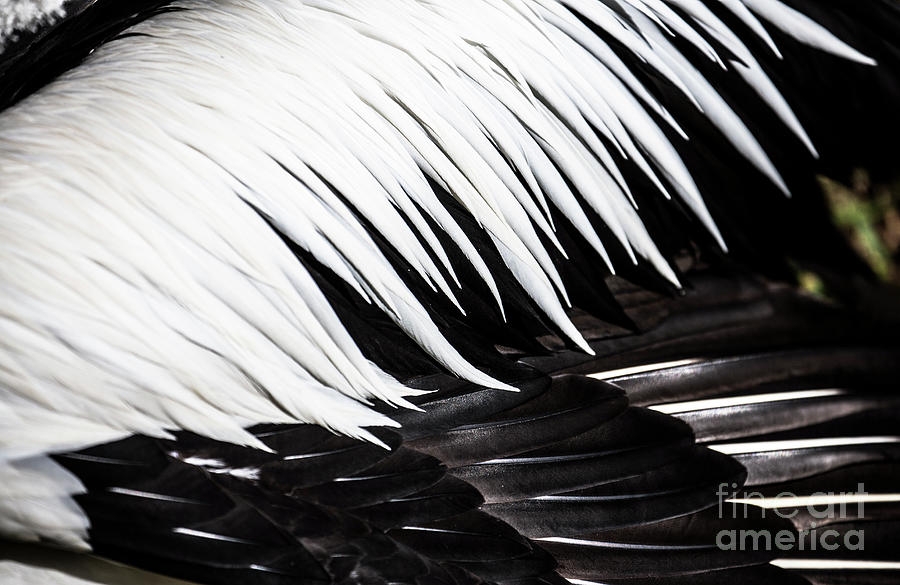 Pelican Feathers Photograph