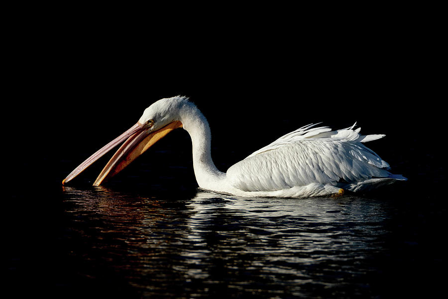 pelican Feeding Photograph by Dot Rambin - Fine Art America