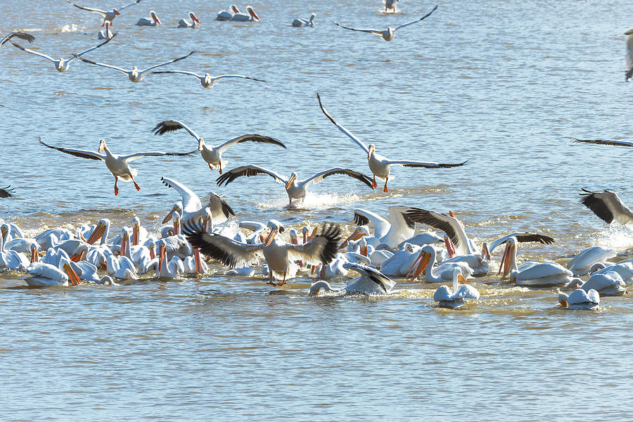 Pelican Feeding Frenzy At the Lake Photograph by Debra Martz