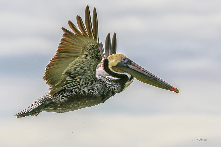Pelican Flight Photograph by Charles Aitken