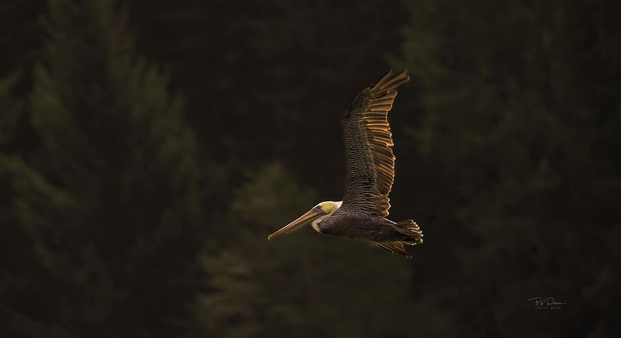 Pelican Flight Dark Photograph by Bill Posner Pelican Flight Dark Photograph by Bill Posner