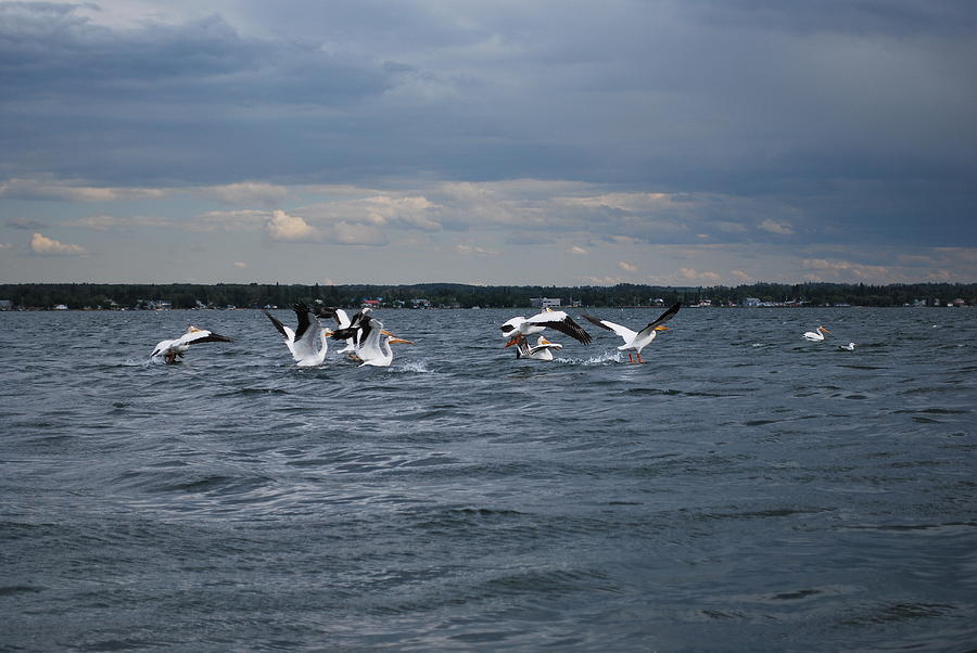 Pelican flight Photograph by Lisa Mutch