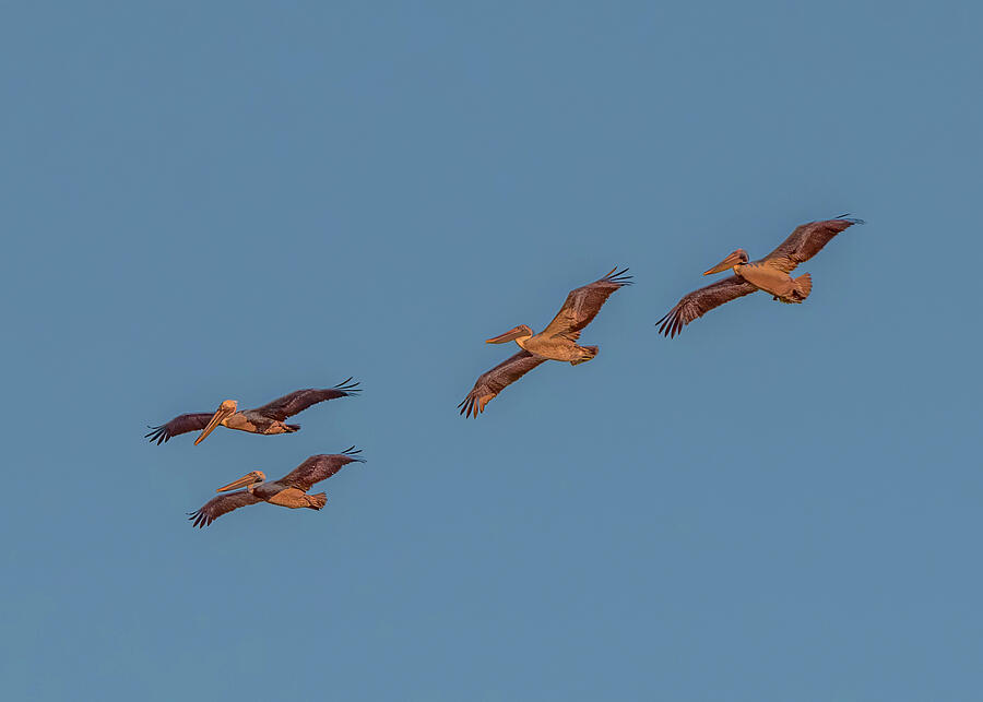 Pelican Flight of Four Photograph by Patti Deters