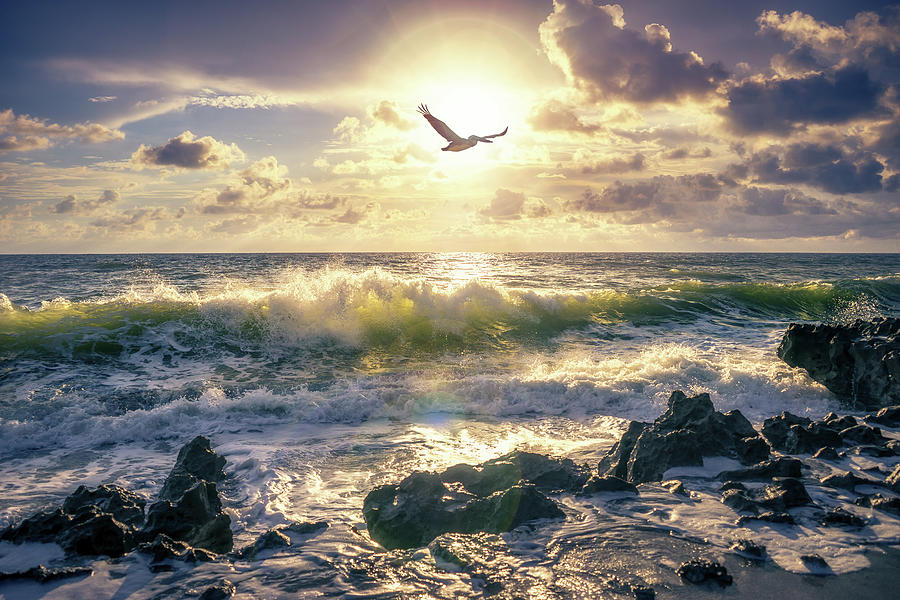 Pelican Flighting Over Wave at Beach Photograph by Kim Seng