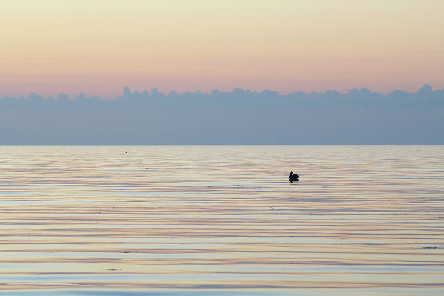 Pelican Floating Along At Dawn Photograph by Robert Banach