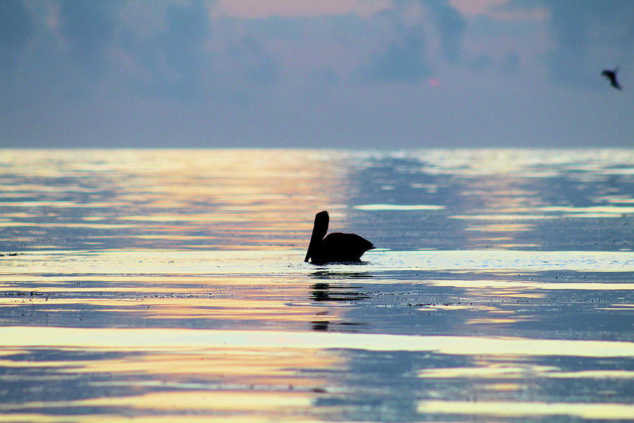 Pelican Floating At Dawn Photograph by Robert Banach