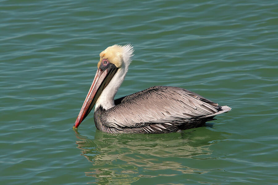 Pelican, Florida Digital Art by Jerry Dalrymple Pelican, Florida Digital Art by Jerry Dalrymple