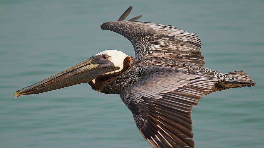 Pelican Fly-by Photograph by Paul Rebmann