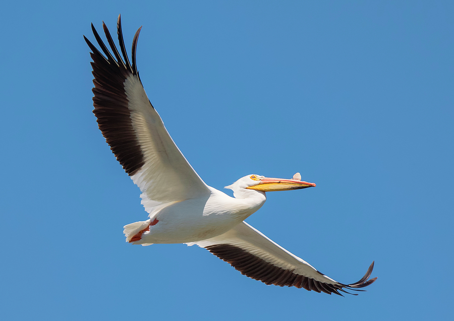 Pelican Flyby Photograph by Loree Johnson