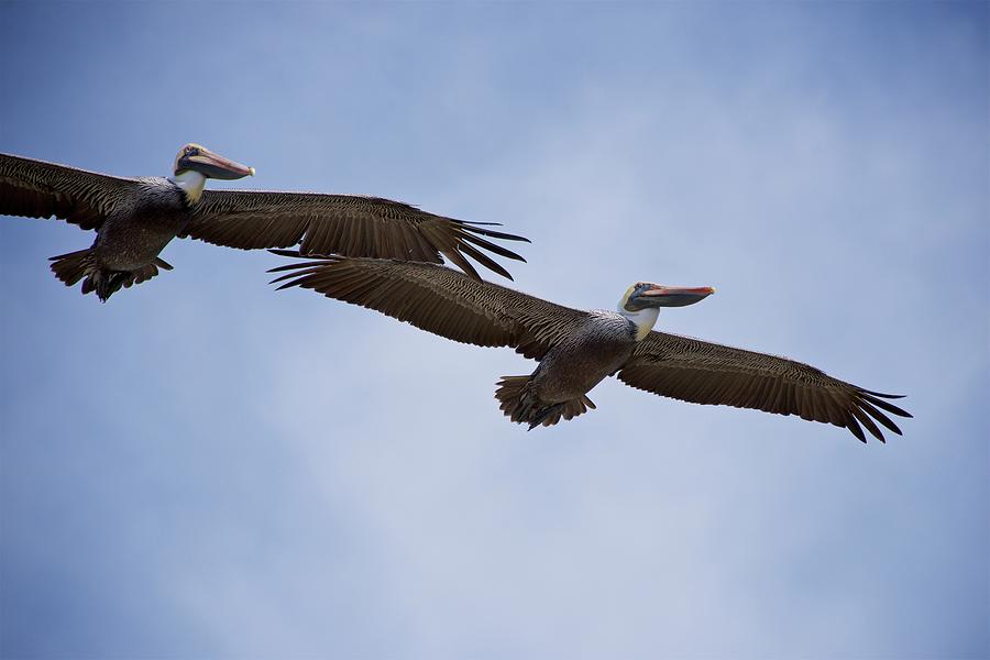 Pelican Flyby Photograph by Sean Hannon