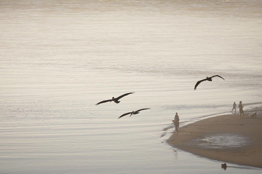 Pelican Flyby Photograph by Steven Clark