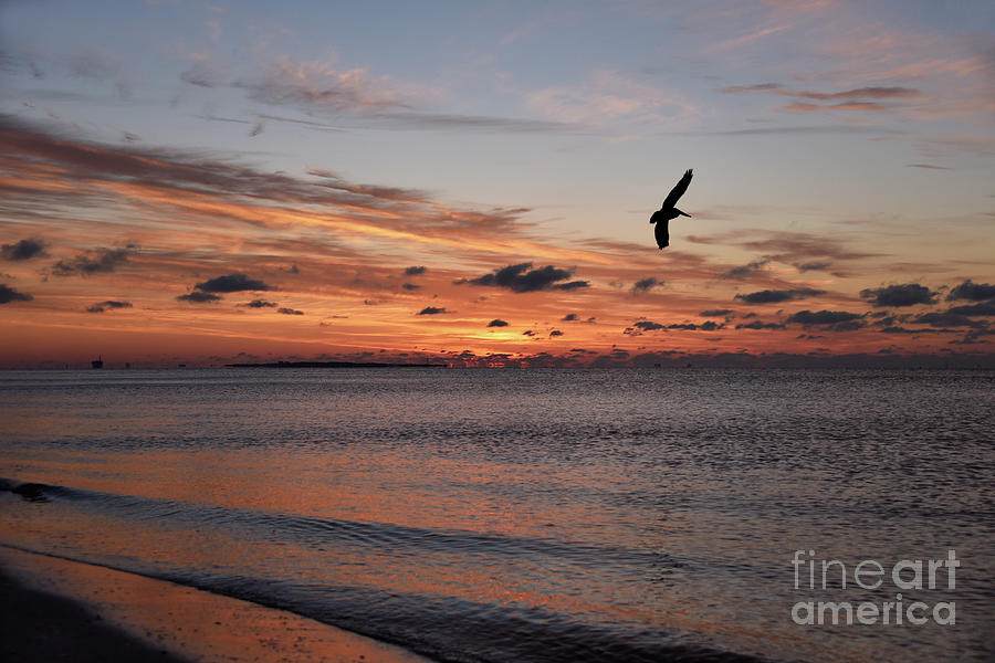 Pelican Flying at Sunrise, Dauphin Island Photograph by Catherine Sherman