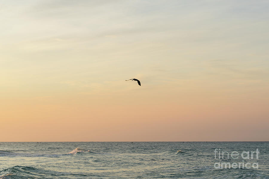 Pelican Flying During Sunrise Photograph by Jennifer White