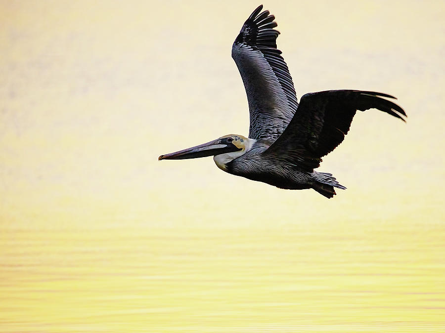 Pelican Flying In Morning Light Photograph
