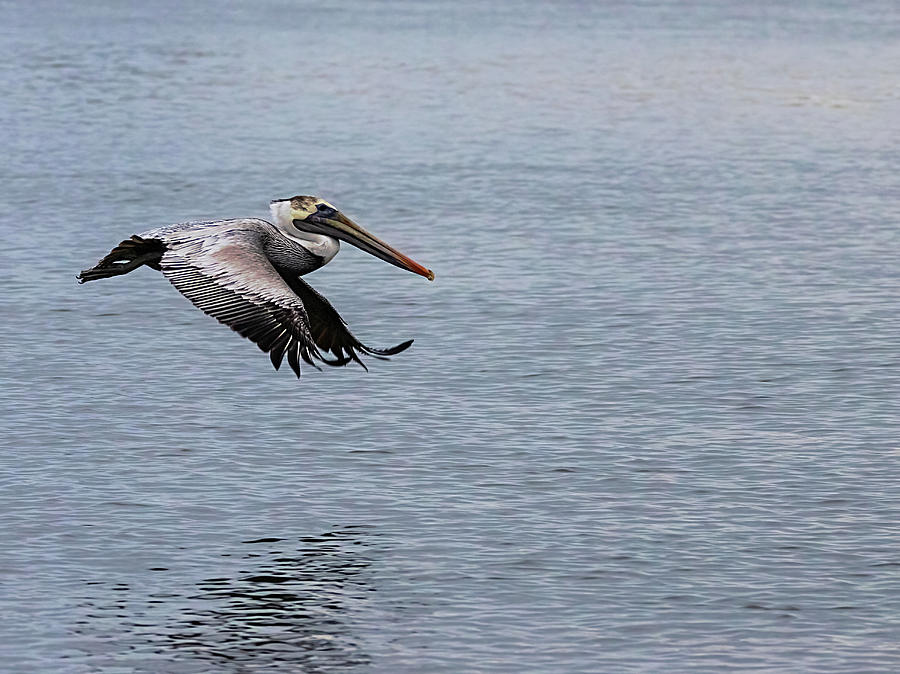 Pelican Flying Low Over Creek Photograph