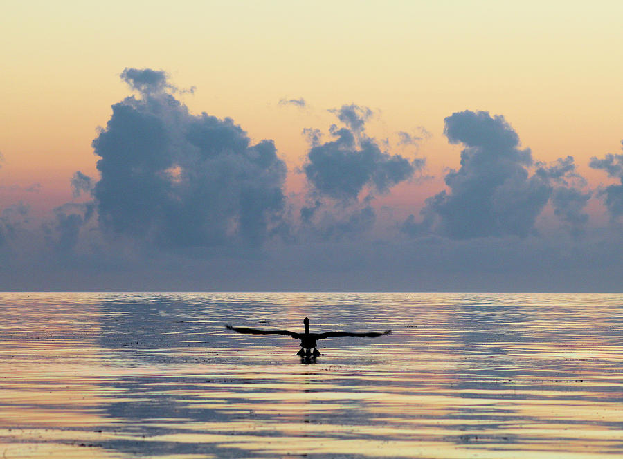 Pelican Flying Towards Dawn Photograph by Robert Banach Pelican Flying Towards Dawn Photograph by Robert Banach
