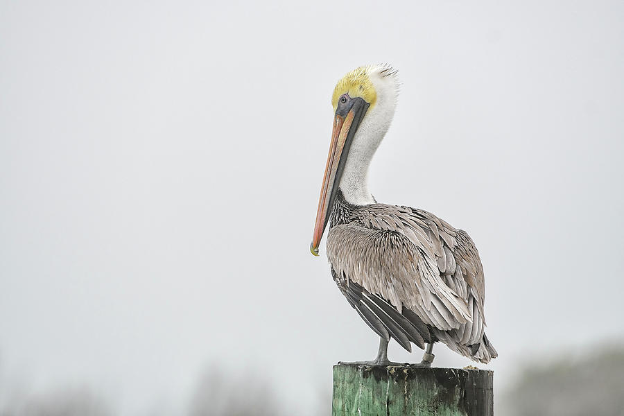 Pelican Fog Photograph