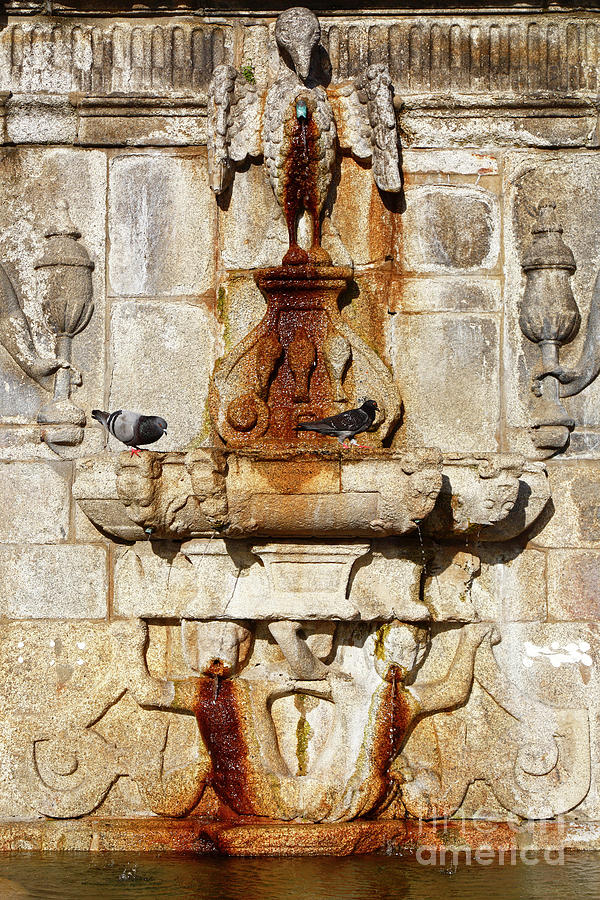 Pelican Fountain detail Porto Portugal Photograph by James Brunker