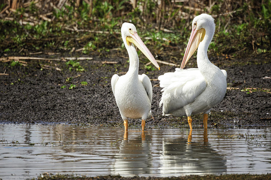 Pelican Friends Photograph by Fran Gallogly
