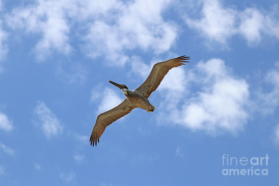 Pelican From Below  8396 Photograph by Jack Schultz