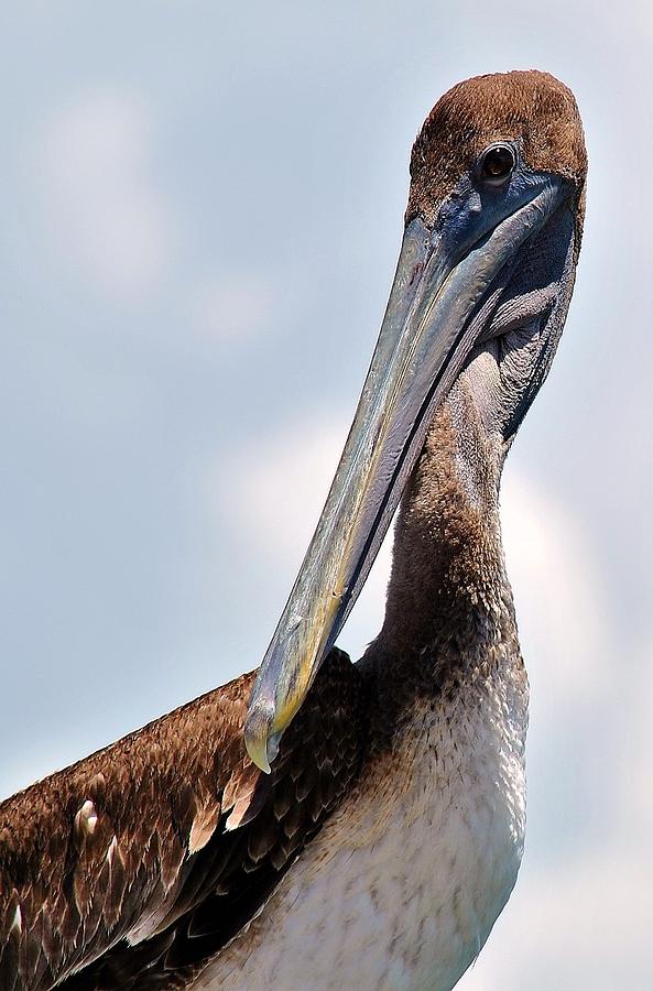 Pelican G Photograph by John Hintz