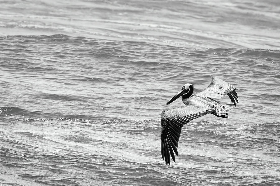Pelican Glide Photograph by Dawn Currie