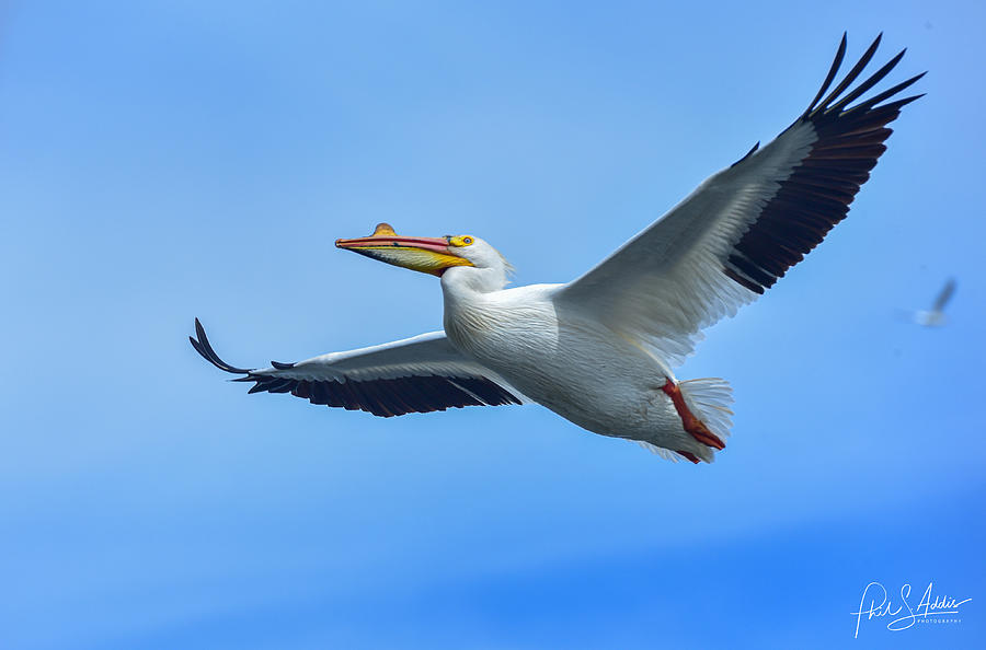Pelican Glide Photograph by Phil S Addis