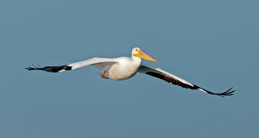 Pelican Gliding in Photograph by Gary Langley