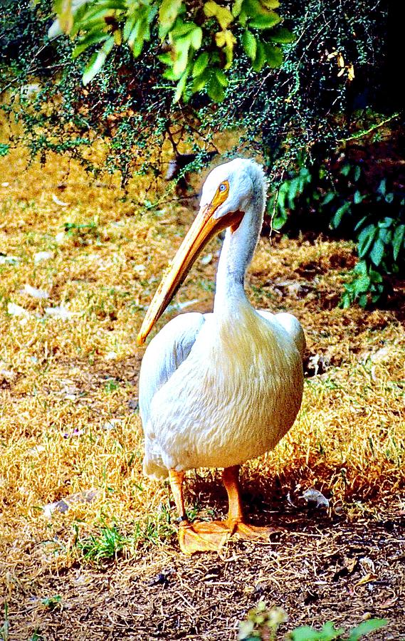 Pelican Photograph by Gordon James