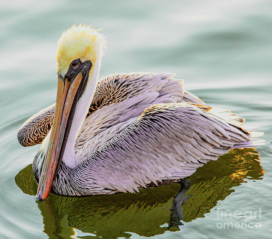 Pelican Happiness Photograph by Joanne Carey