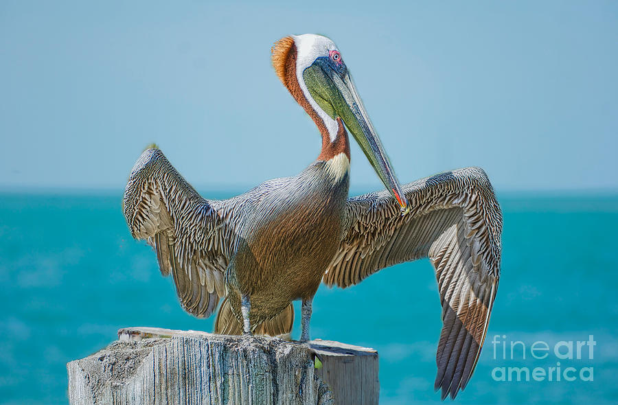 Pelican Harbor Photograph by Judy Kay