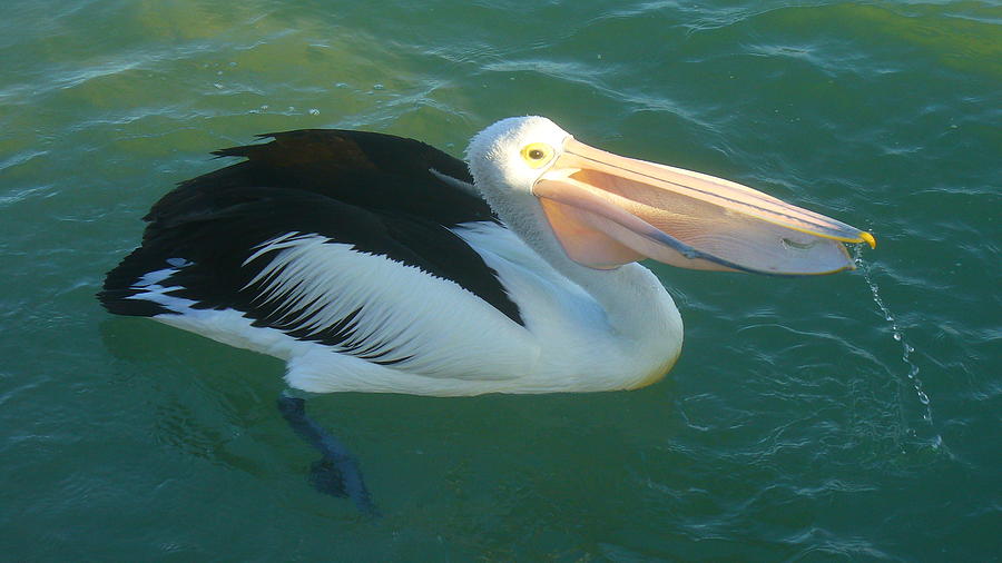 Pelican having a little fishy snack Photograph by Kathrin Poersch