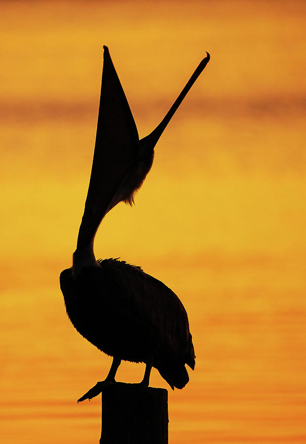 Pelican Head Throw Photograph