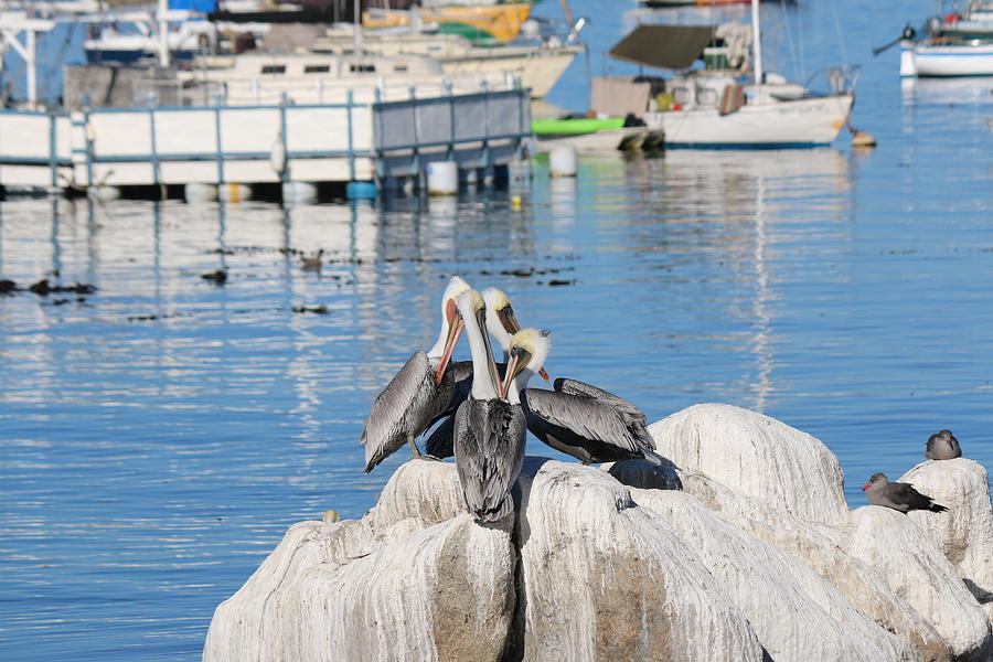 Pelican Huddle  Photograph by Christy Pooschke